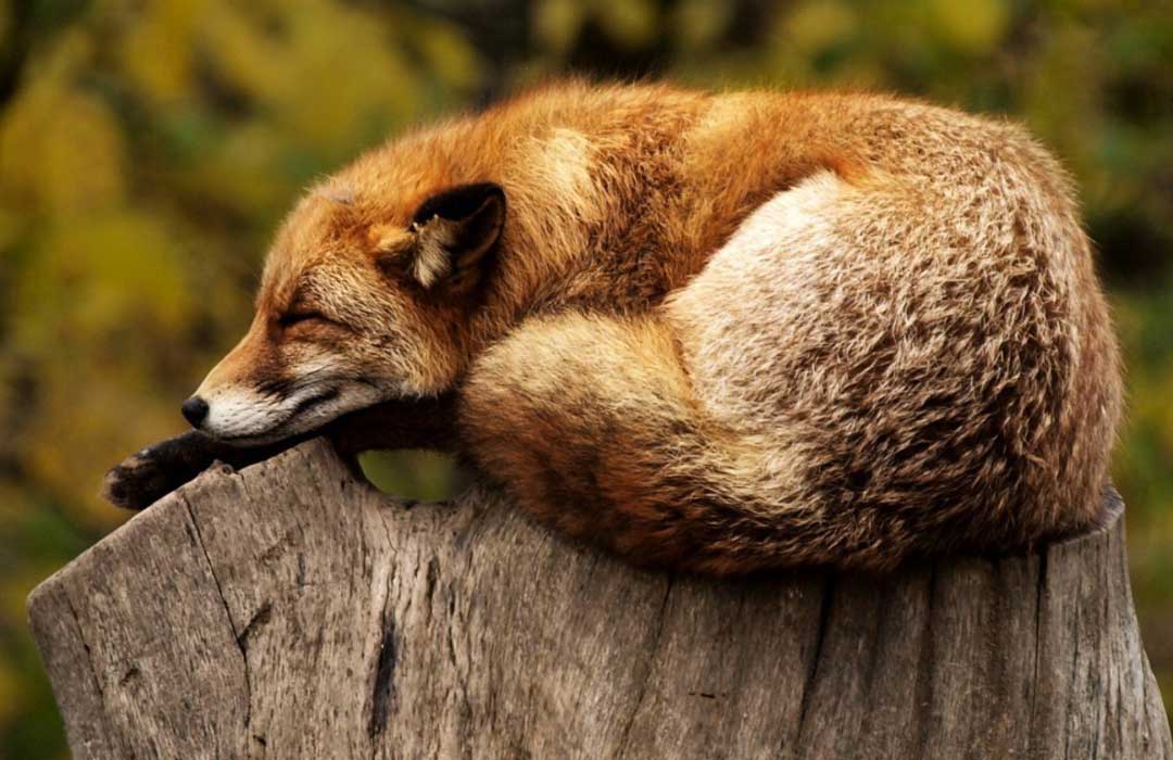 Der er både rådyr, dådyr og krondyr i Bidstrup Skovene. Man kan også opleve ræve, egern, mus og grævlinge. Sidstnævnte ses oftest om aftenen, når de skal ud og finde føde. 