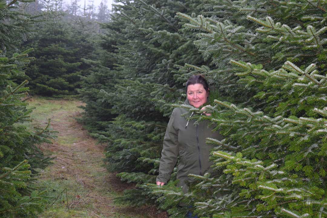 Juletræerne i plantagen har fået lov til at stå urørt og vokse sig store, fortæller Bitten Persson