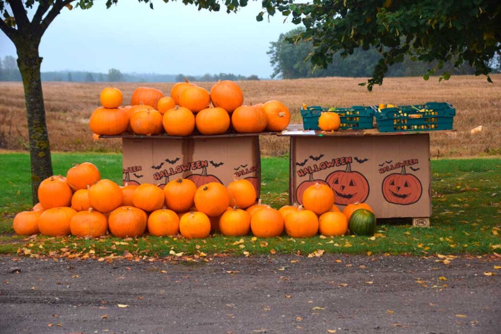 Græskar til Haloween i Lejre Kommune