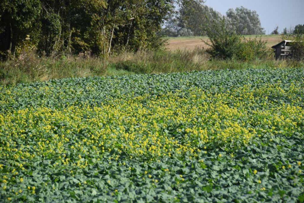 Tidlig blomstrende raps