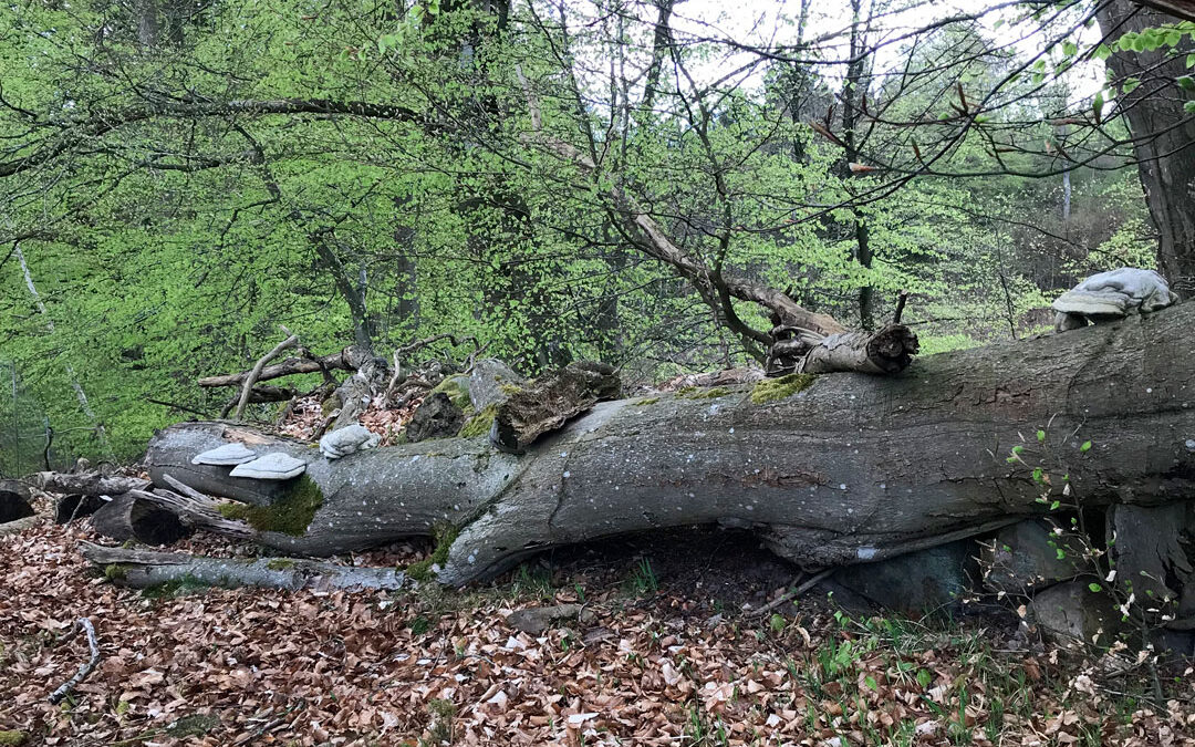 Lejre Kommune er i samarbejde med Nationalpark Skjoldungernes Land og Den Danske Naturfond i gang med at skabe mere natur - og det er lige nu med store maskiner. Arbejdet forventes færdigt omkring årsskiftet.
