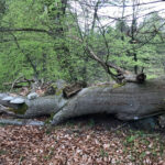 Der ruskes op i Lerbjerg Skovs friserede rækker