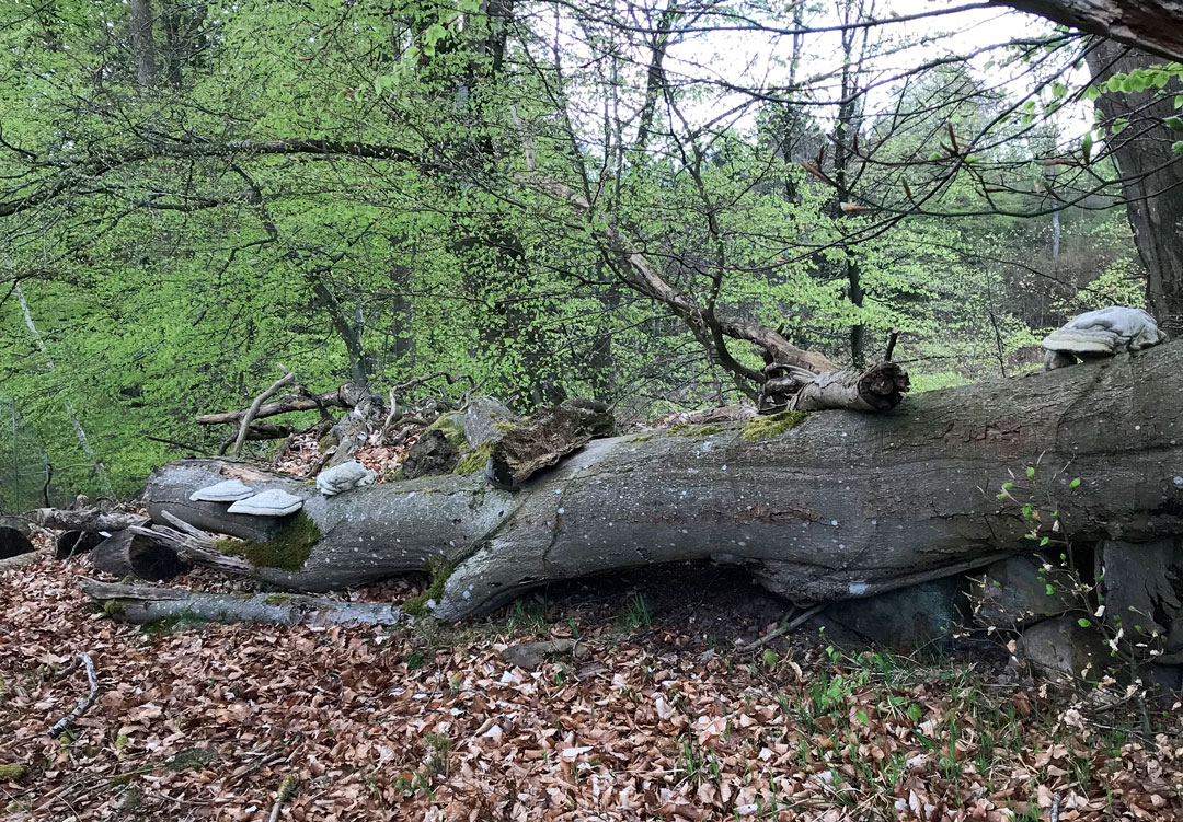Lejre Kommune er i samarbejde med Nationalpark Skjoldungernes Land og Den Danske Naturfond i gang med at skabe mere natur - og det er lige nu med store maskiner. Arbejdet forventes færdigt omkring årsskiftet.