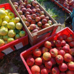 Lejre Landsbyer:Røde æblekinder