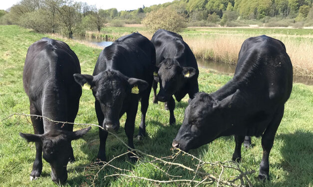 Lejre Landsbyer: Lodsejere søger kogræsser-laug